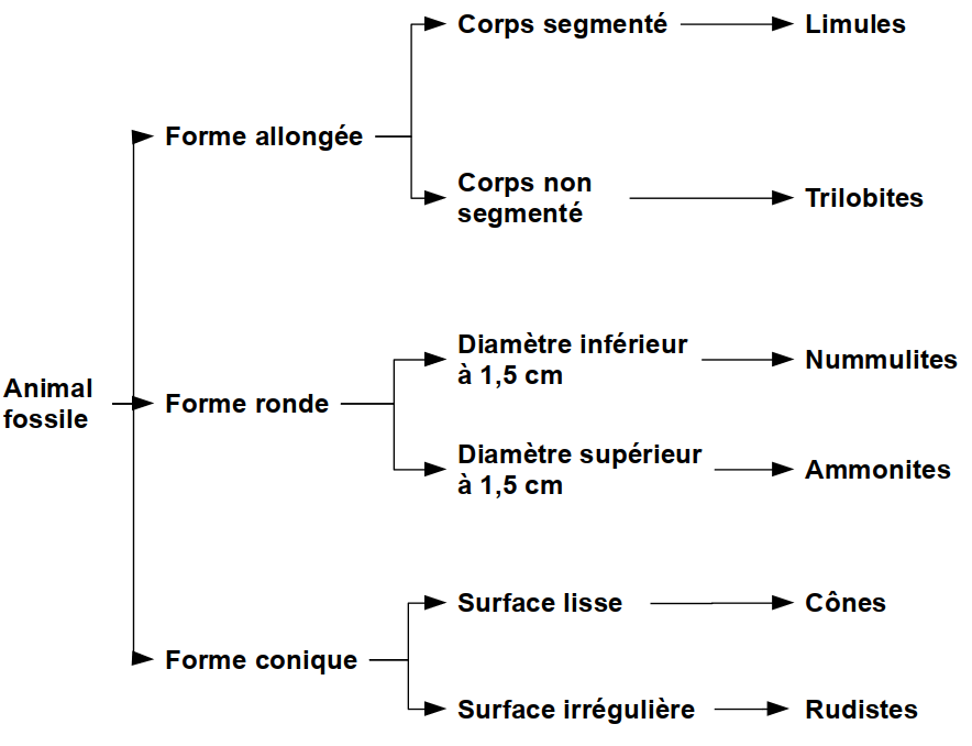 La Classification Du Vivant, Mode D'emploi | Planet-Vie